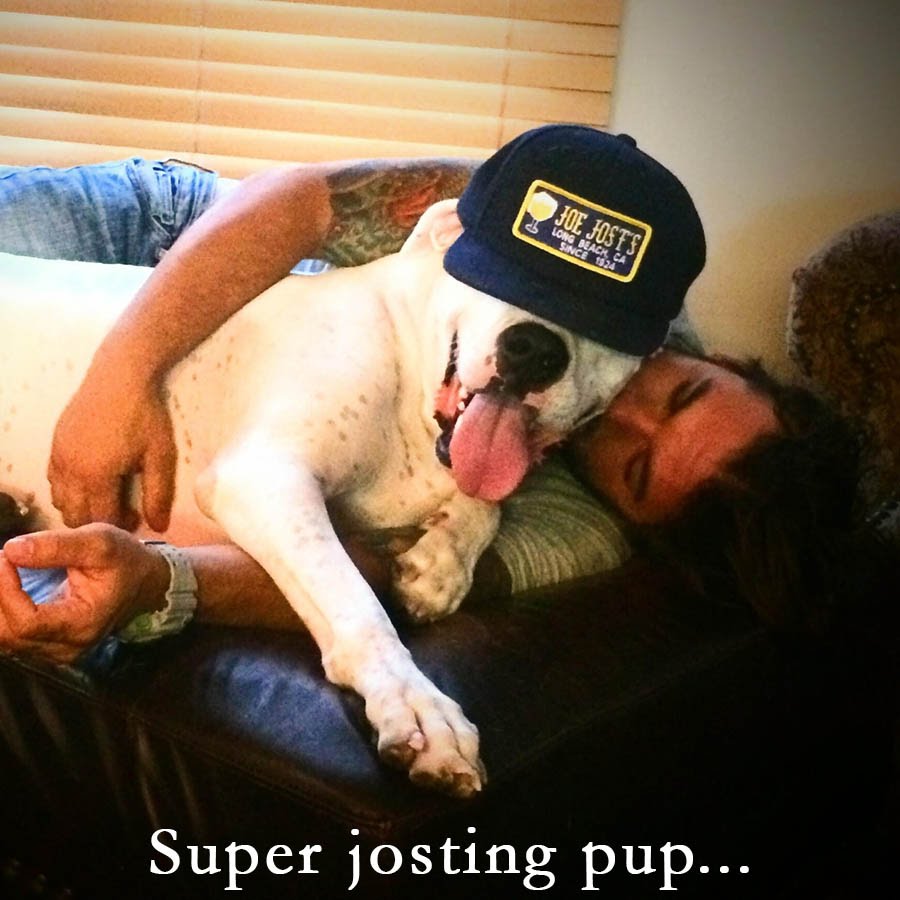 Joe's pup